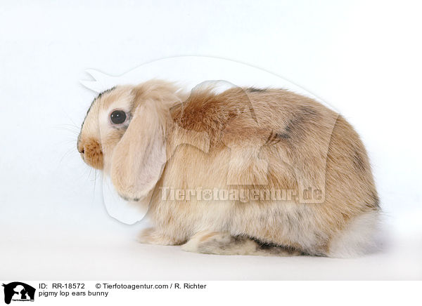 pigmy lop ears bunny / RR-18572