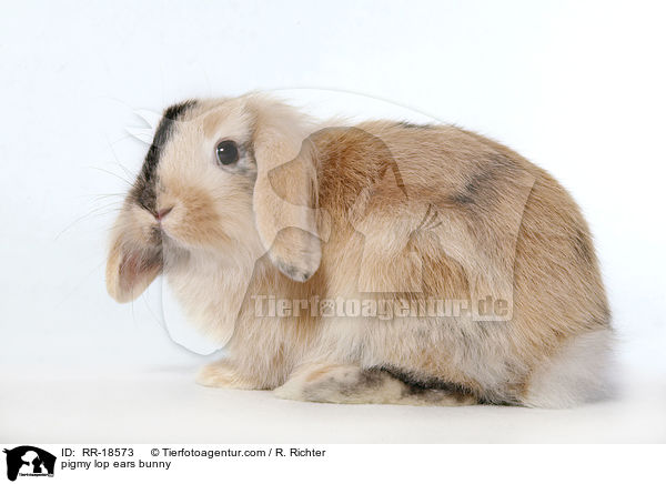 pigmy lop ears bunny / RR-18573