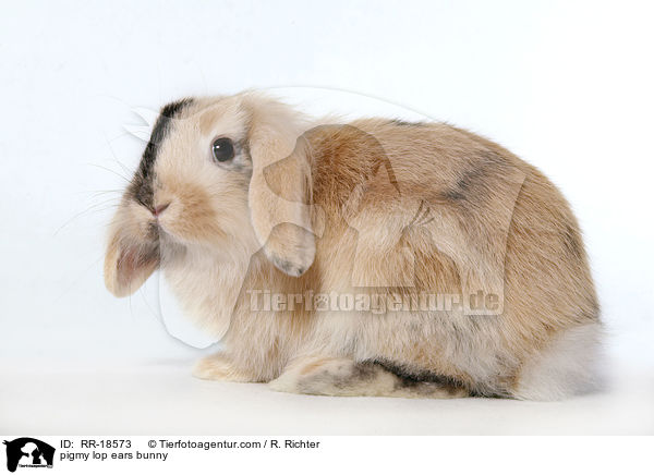 Zwergwidder Kaninchen / pigmy lop ears bunny / RR-18573
