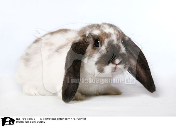 pigmy lop ears bunny / RR-18578
