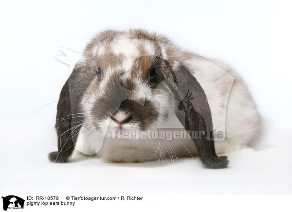 pigmy lop ears bunny / RR-18579