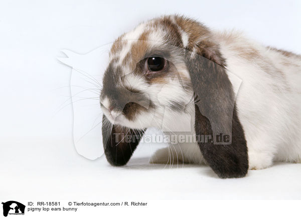 pigmy lop ears bunny / RR-18581