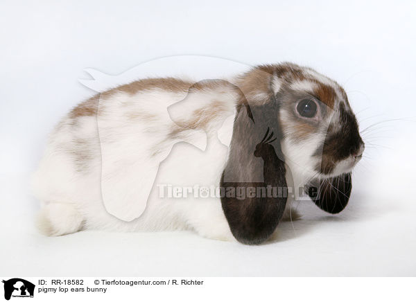 Zwergwidder Kaninchen / pigmy lop ears bunny / RR-18582