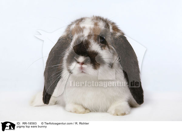 pigmy lop ears bunny / RR-18583