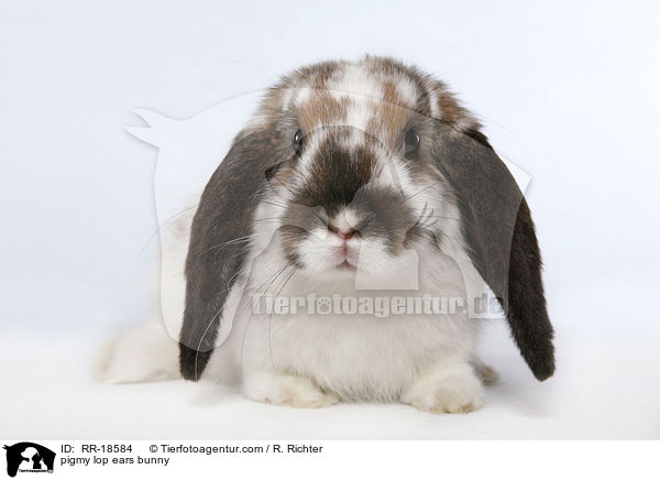 pigmy lop ears bunny / RR-18584