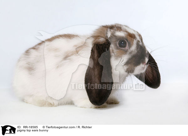 pigmy lop ears bunny / RR-18585
