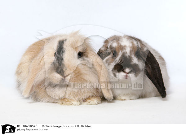 Zwergwidder Kaninchen / pigmy lop ears bunny / RR-18590