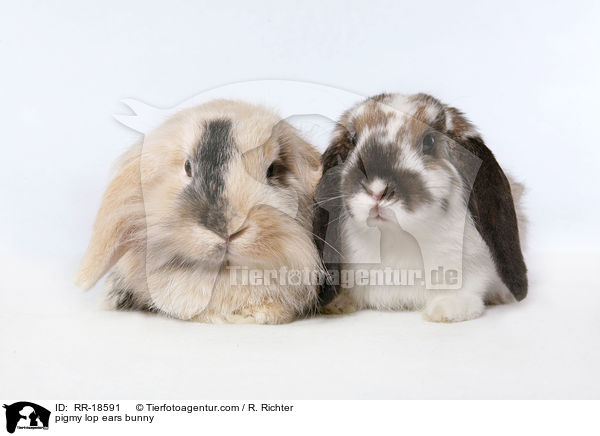 Zwergwidder Kaninchen / pigmy lop ears bunny / RR-18591
