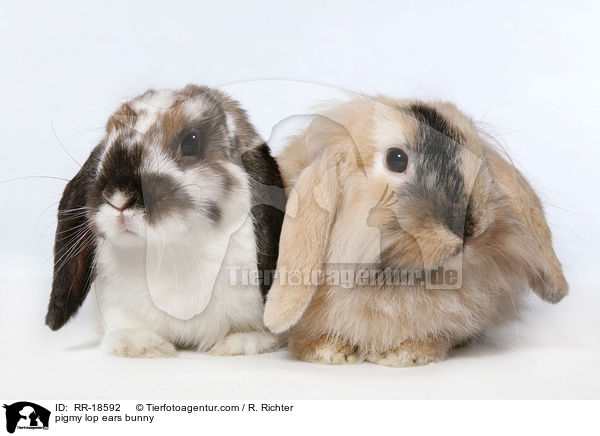 pigmy lop ears bunny / RR-18592