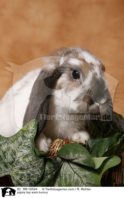pigmy lop ears bunny / RR-18594