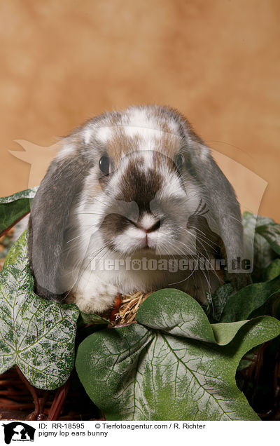 pigmy lop ears bunny / RR-18595