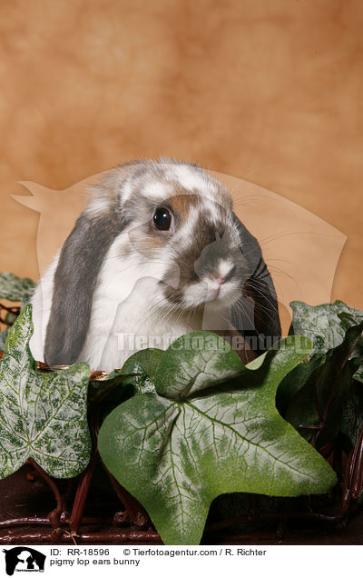 pigmy lop ears bunny / RR-18596