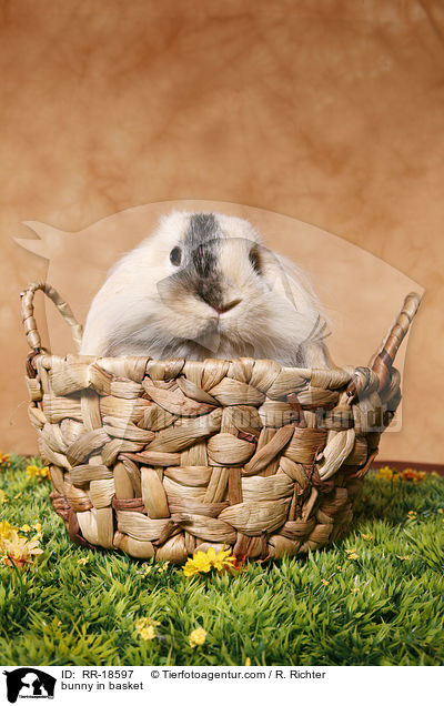 bunny in basket / RR-18597