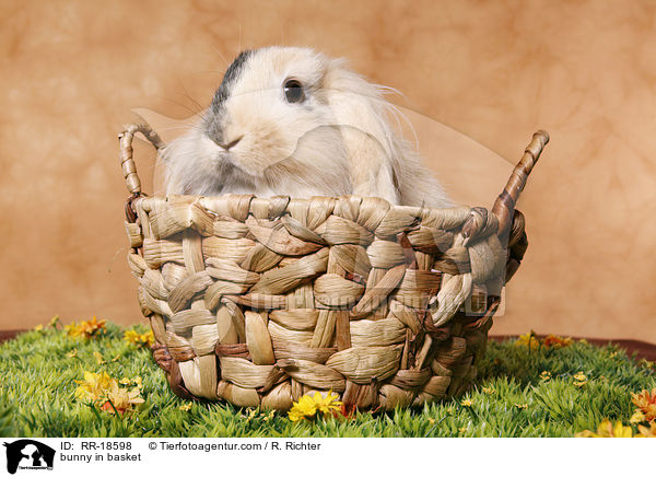 bunny in basket / RR-18598