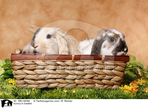 bunny in basket / RR-18599