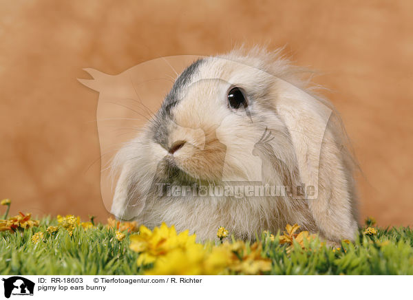 pigmy lop ears bunny / RR-18603