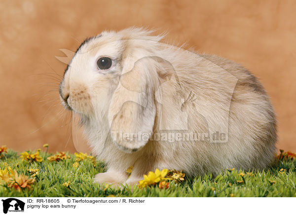 Zwergwidder Kaninchen / pigmy lop ears bunny / RR-18605