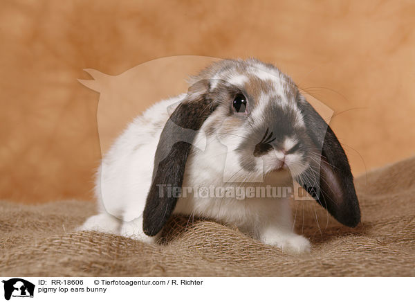 pigmy lop ears bunny / RR-18606