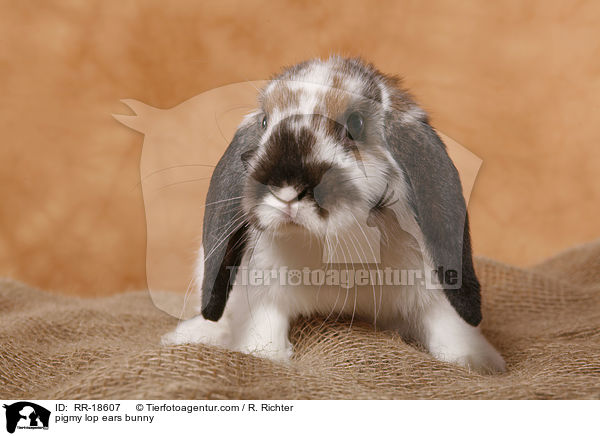 pigmy lop ears bunny / RR-18607