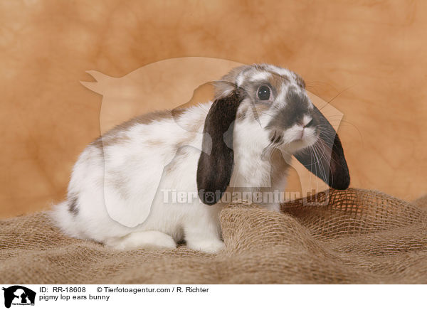 pigmy lop ears bunny / RR-18608