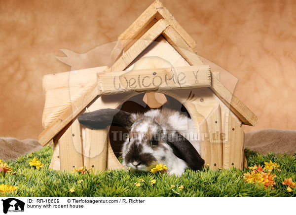 bunny with rodent house / RR-18609