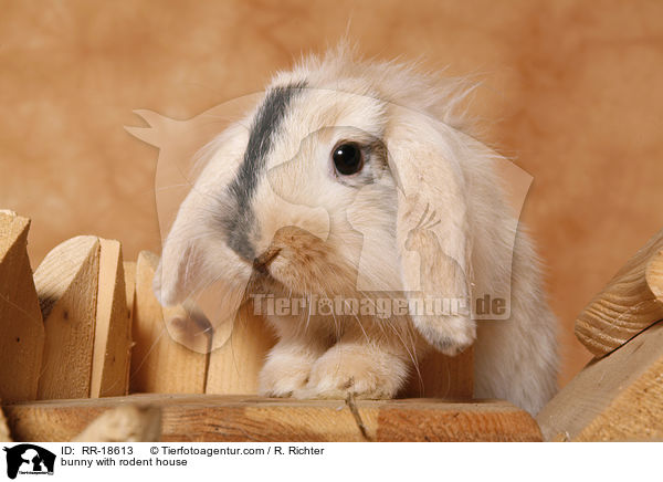 bunny with rodent house / RR-18613