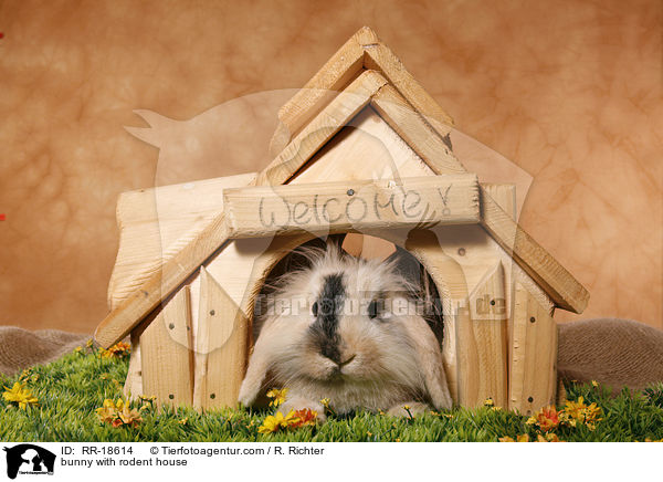 bunny with rodent house / RR-18614