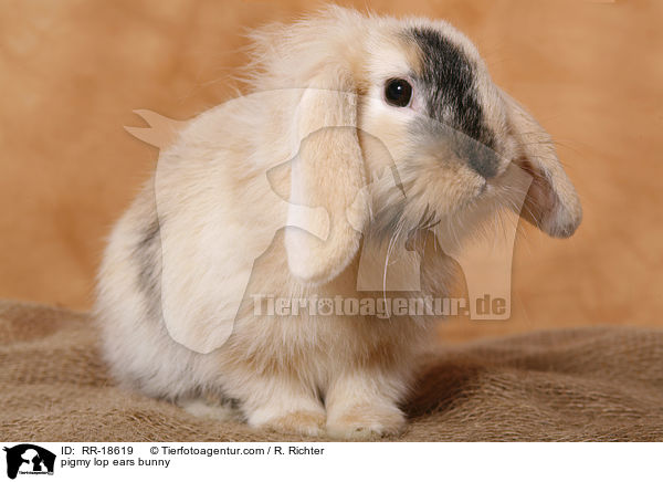 pigmy lop ears bunny / RR-18619