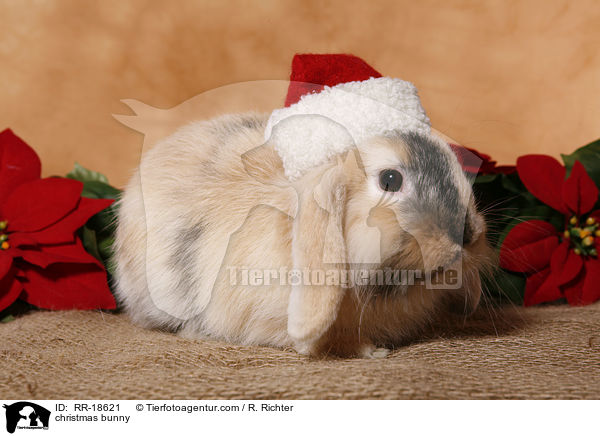 christmas bunny / RR-18621