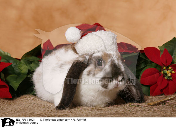 Weihnachtskaninchen / christmas bunny / RR-18624