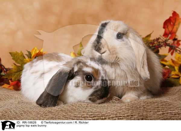 pigmy lop ears bunny / RR-18626