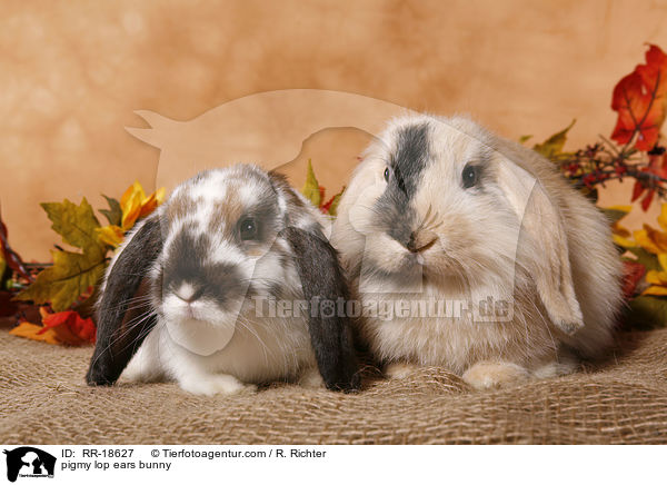 pigmy lop ears bunny / RR-18627