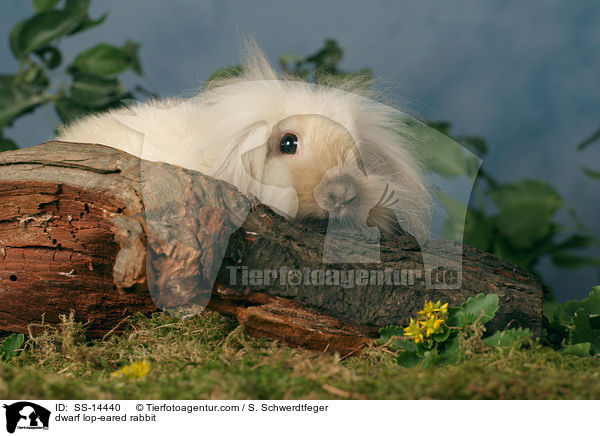 Zwergwidder Kaninchen / dwarf lop-eared rabbit / SS-14440