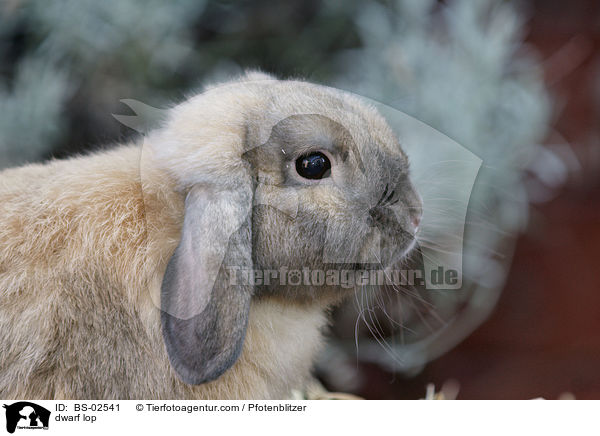 dwarf lop / BS-02541