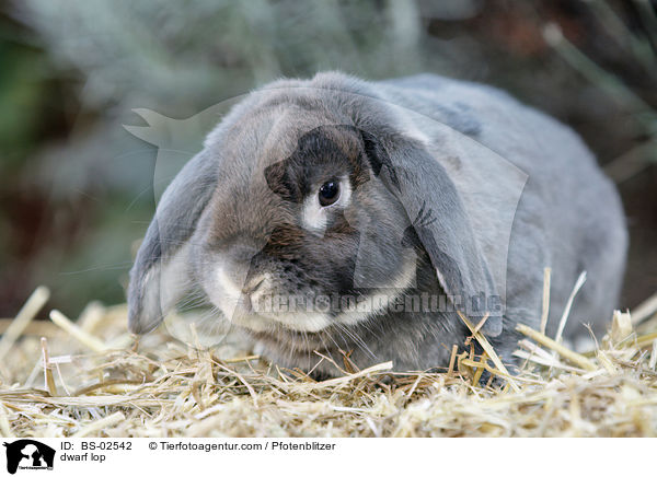 dwarf lop / BS-02542