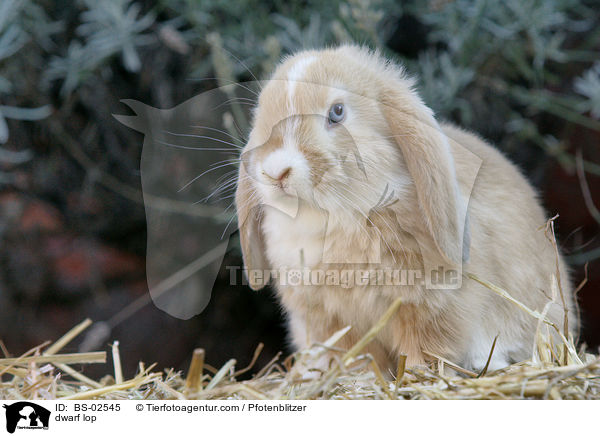 Zwergwidder / dwarf lop / BS-02545