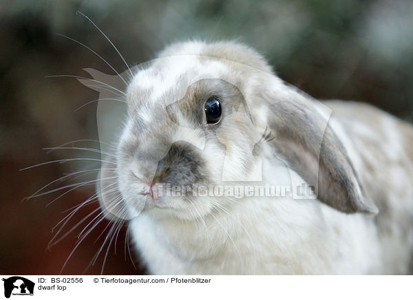 Zwergwidder / dwarf lop / BS-02556