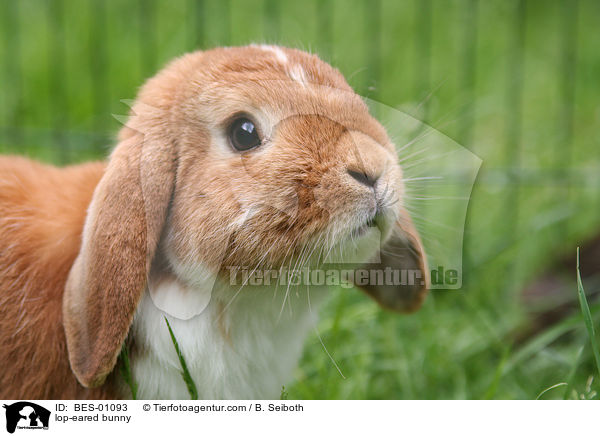 lop-eared bunny / BES-01093