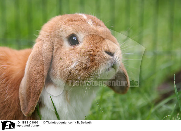 Zwergwidder / lop-eared bunny / BES-01093