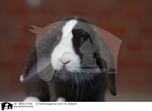 lop-eared bunny / BES-01183