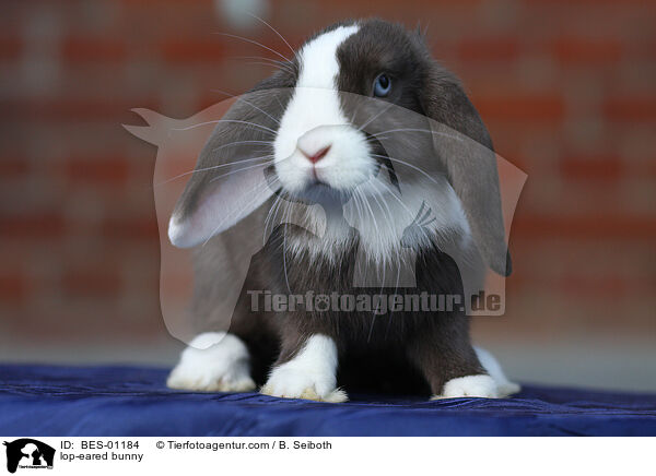 lop-eared bunny / BES-01184