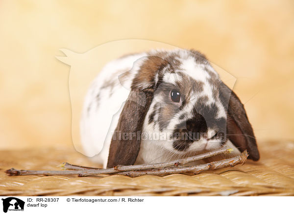 Zwergwidder / dwarf lop / RR-28307