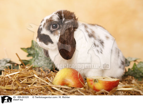 Zwergwidder / dwarf lop / RR-28320