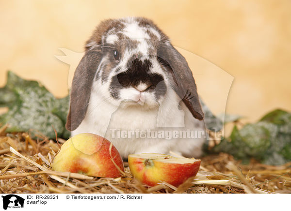 Zwergwidder / dwarf lop / RR-28321