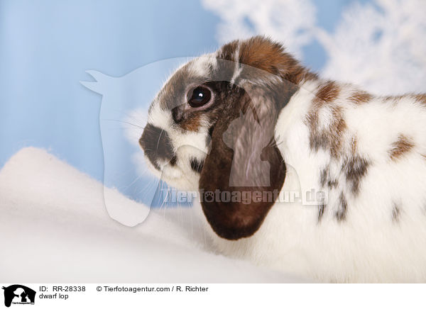 Zwergwidder / dwarf lop / RR-28338