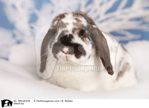 dwarf lop / RR-28339