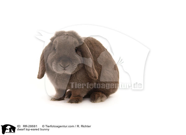 dwarf lop-eared bunny / RR-28681