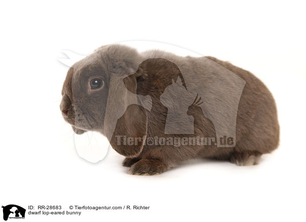 Zwergwidder / dwarf lop-eared bunny / RR-28683