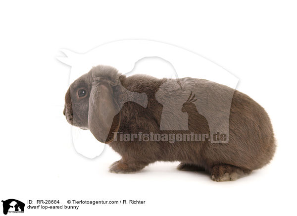 Zwergwidder / dwarf lop-eared bunny / RR-28684