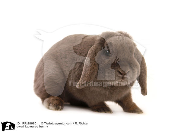 dwarf lop-eared bunny / RR-28685